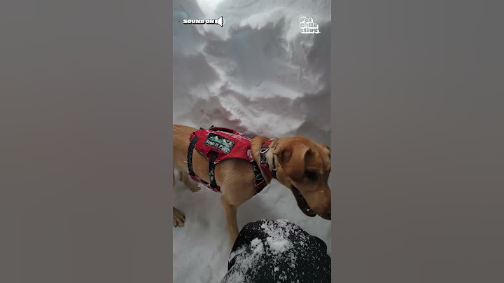 Rescue Dog in Training Passes Avalanche Test