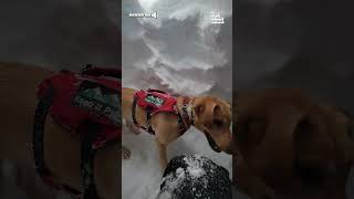 Rescue Dog In Training Passes Avalanche Test