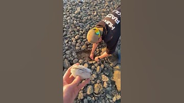 Catching a Real Life Pokemon