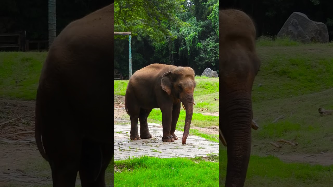 Sacred Elephants: The Role of Elephants in Cultural and Religious Beliefs