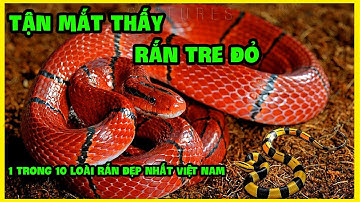 QUÝ HIẾM - rắn TRE ĐỎ 1 trong 10 loài rắn đẹp nhất Việt Nam | Red Bamboo Snake
