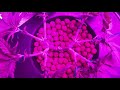 Deep Water Culture Seed to Harvest Timelapse Grow