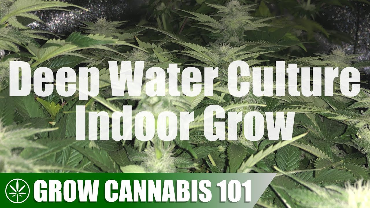 Глубоководные культуры: семена для выращивания урожая в режиме покадровой съемки