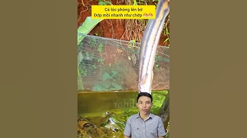 Cá lóc rồng phóng lên bờ #cacconvat #docla #fishing