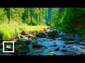 Redwoods forest river  birdsong  relaxing nature sounds in 4k  6 hours