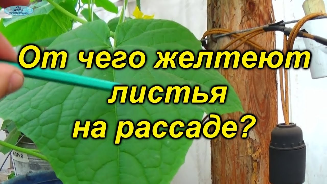 От чего желтеют листья на рассаде и как это исправить!