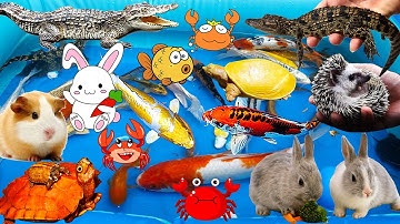 Tìm Thấy Chú Cá Sấu Trên Xe Chở Thú, Mở Trứng Khủng Long Ra Con Rùa, Bắt Cá Koi, Thỏ, Chuột, Nhím