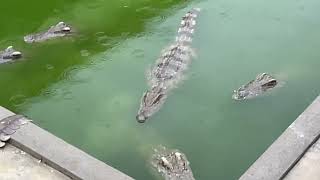 Feeding Crocodiles A Comprehensive Guide