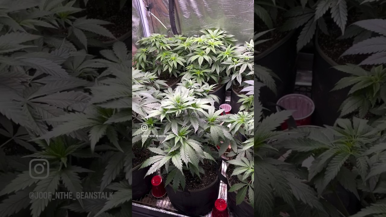 @joof_nthe_beanstalk Kicking off another start of flower 🌺 