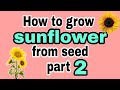 How to grow sunflowers from seed part 2
