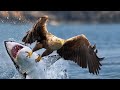 ¡IMPACTANTE! AGUILA Pescadora de TIBURONES 😱 | Ataques de Águilas