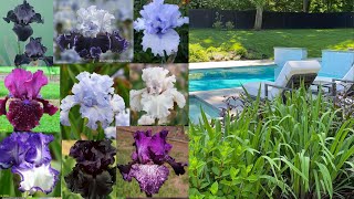 🌱🌱 Irises! - Poolside Garden Update