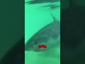 The Thrill of the Hunt: Witness Nature's Apex Predators in Action!