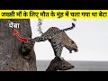 ज़ख्मी मॉ के लिया बेटा मौत के मुँह में जाकर खाना लाता हैं || The True Story Of Leopard ||