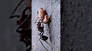 the powerful ant (documentary Netflix)