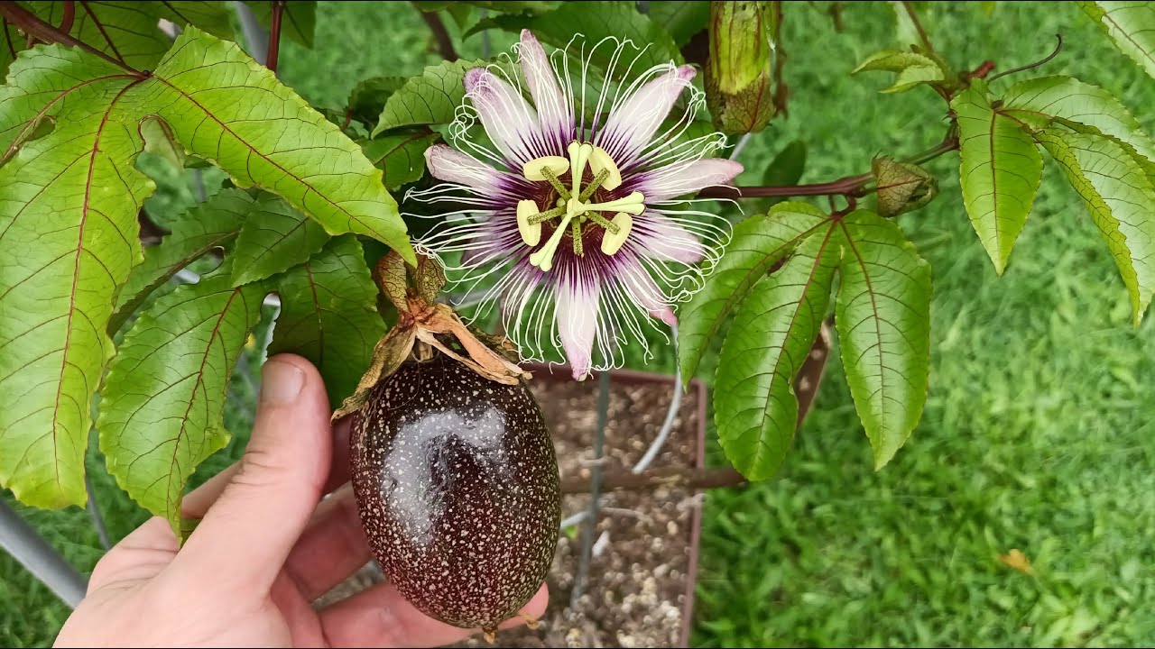 Passion flowers and fruit in container late summer update zone 7a