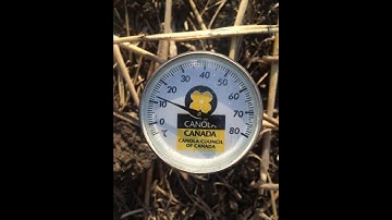 Canola Watch: Soil Temperature