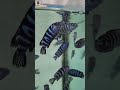 🐟 New type of Cichild fish 🤩 | GREEN TERROR🐟 ,JACK DEMPSEY,ZEEBRA OBLIQUIDENS | vivasayin parvai