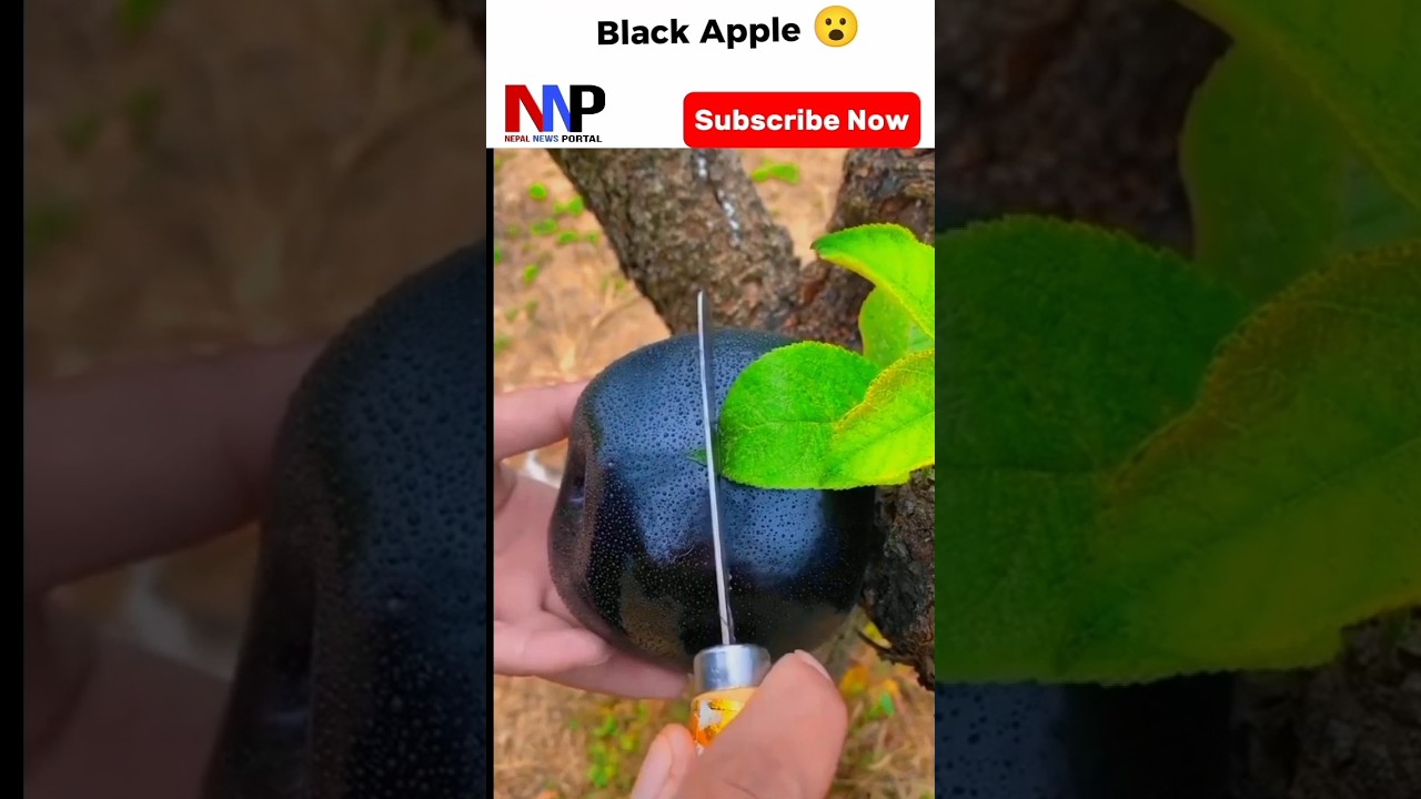 Rarest Apple In The World Black Apple 😮🍏🍎