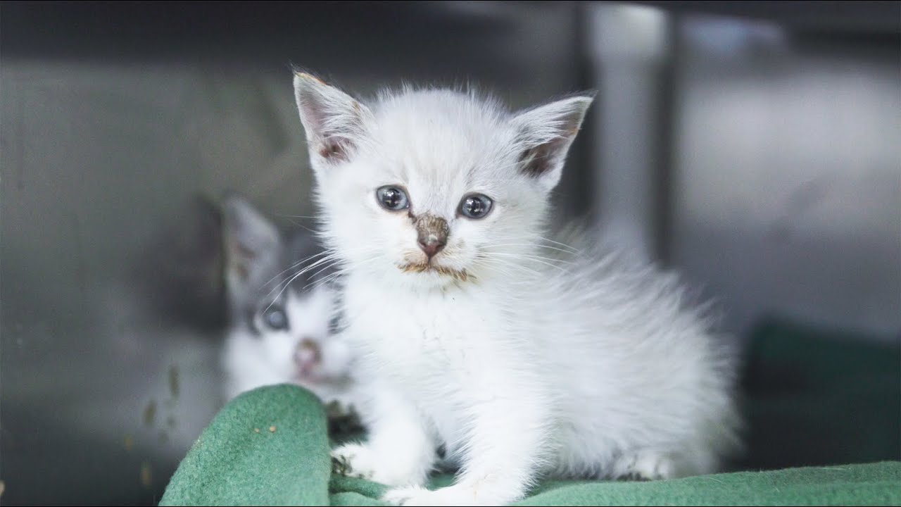 Saving Cats And Kittens By Tackling Overpopulation At The Source SPCA Saving Cats And Kittens By Tackling Overpopulation At The Source SPCA