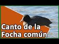 Canto de la Focha común (Fulica atra)