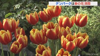 ひと足早く春満開　色鮮やかな春の花2000株　デンパークで「スプリングフラワーショー」　愛知・安城市