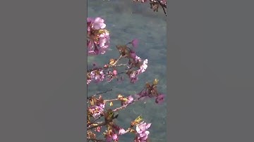 الشيخ عبدالله الموسى تلاوة حجازية من سورة فصلت /جودة عالية 1080p