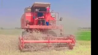 How Wheat is Harvested with Giant Machines 🚜 | Amazing Farm Life