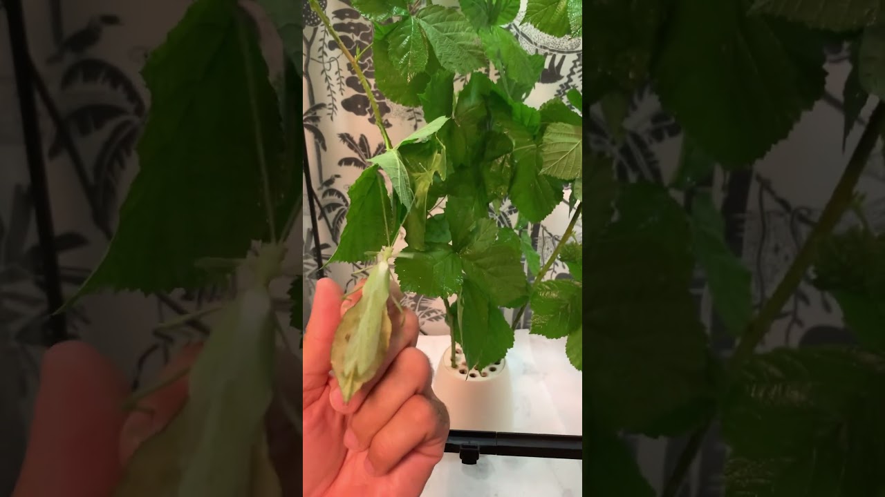 Male leaf insect from Vietnam flying - Cryptophyllium limogesi Thac Krong Kmar 🇻🇳