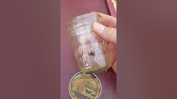 Mason jelly jar external small hive beetle trap.