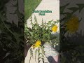 How to pick dandelions for tea