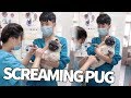 Pug Screams Hysterically While Receiving Manicure
