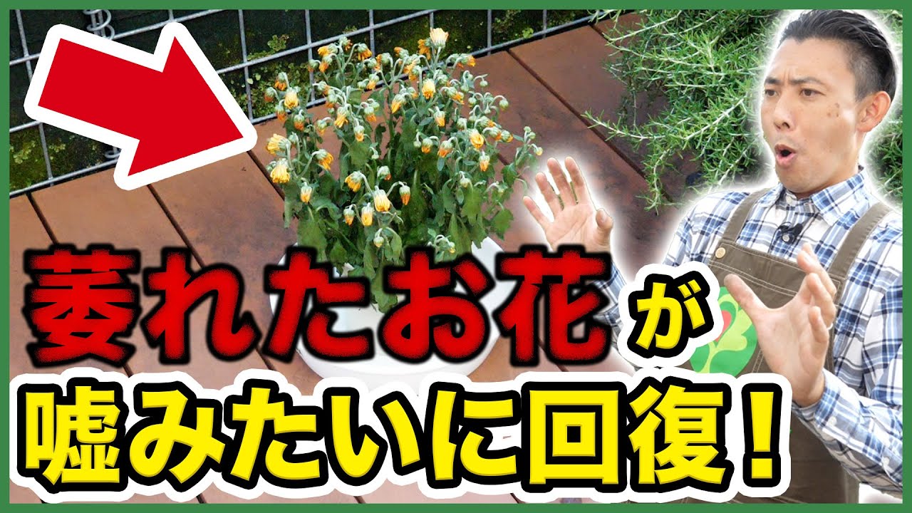 園芸の基本】萎れたお花を復活させる方法を徹底解説！〜元気がなかった