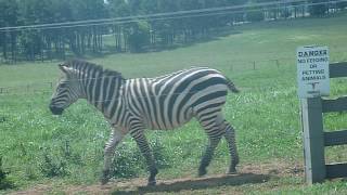Exotic Animals Near Us --  Zebra, Buffalo, Camel, Alpaca, and more