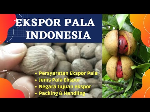 Video: Tentang Rempah Pala - Dari Mana Pala Berasal