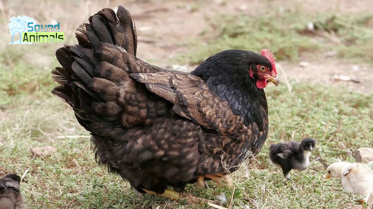 Hen sound for kids - YouTube