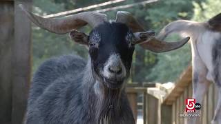 At Unity Farm Sanctuary, rescued animals find a forever home