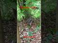 括り罠に掛かった猪🐗　オス　体長100cm 2023/07/31 #有害鳥獣駆除