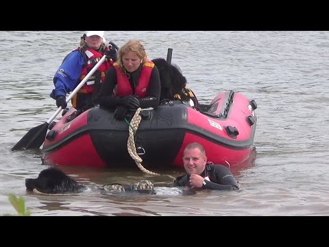 newfoundland-rescue-dog-jumps-into-a-lake-after-handler-and-tows-boat-at-rescue-day-2014