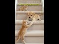 "I'm your friend too!" 🥺 #shorts #cute #pets