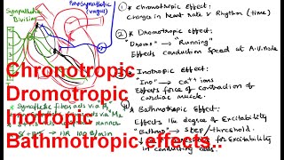 Chronotropic / Dromotropic/ Inotropic/ Bathmotropic effects on the Heat