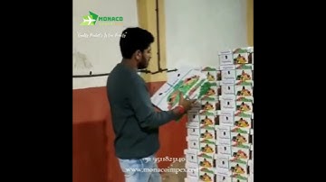 Green Chili Export | Checking Before Stuffing | For Dubai Market