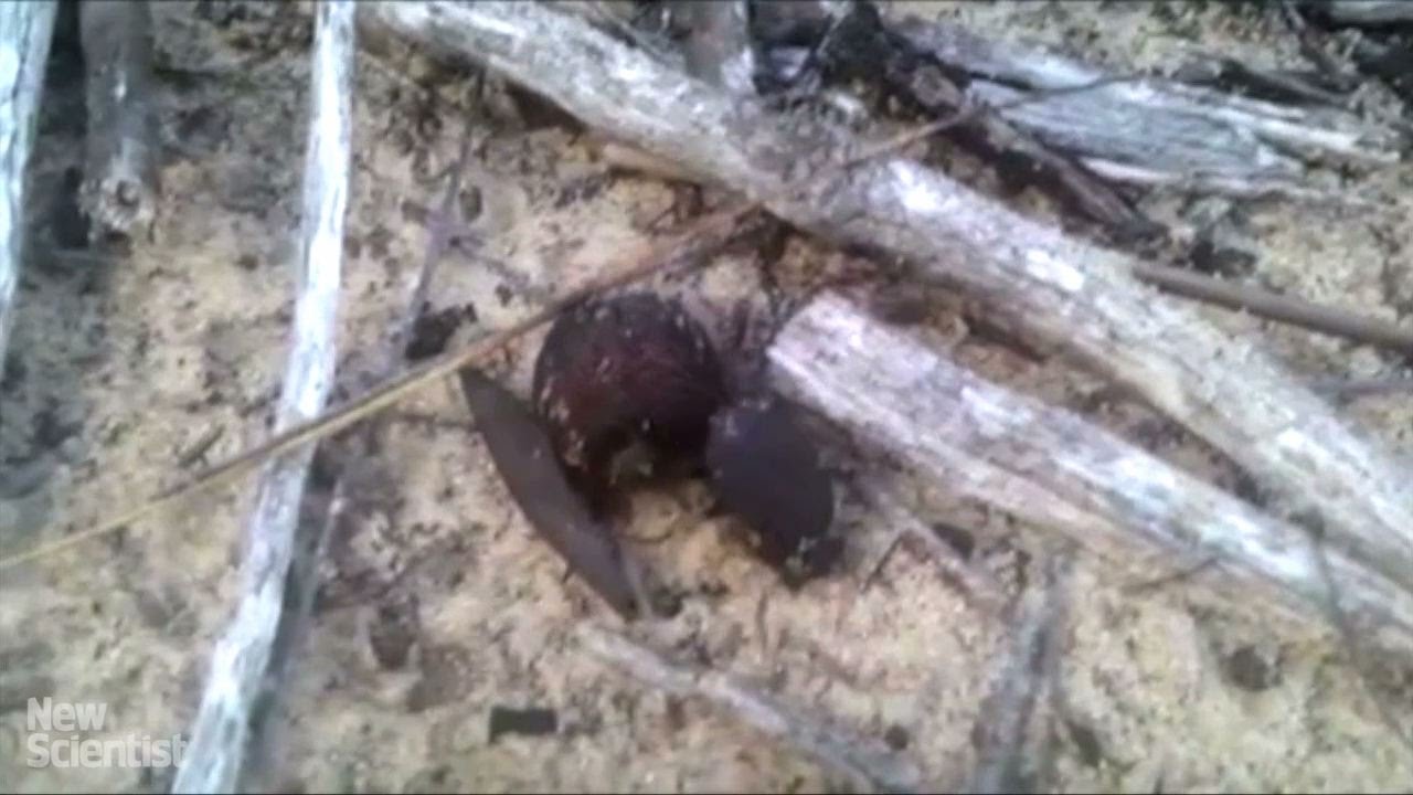 science jobs london Dung beetle disperses seed that looks and smells like poo