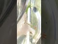 半年前に育てていたホウネンエビ #short【飼育・観察・自由研究】