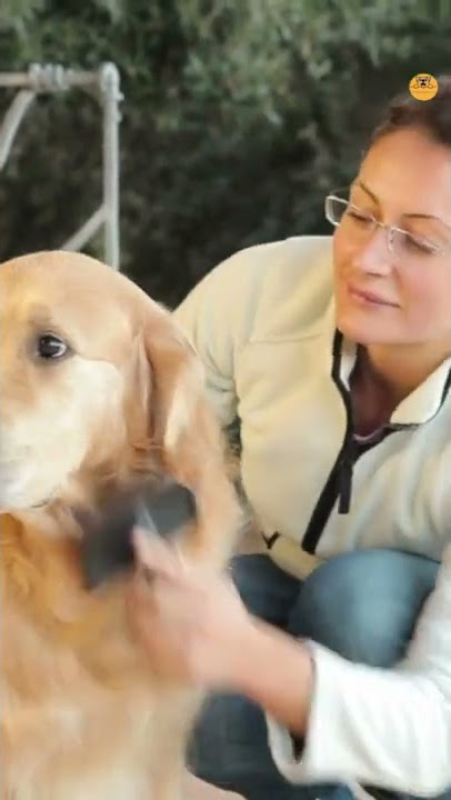 #How to #care for #golden #retriever #dogs #goldens#retriever#dogstagram#dogoftheday#goldenretriever