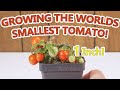 Le plus petit plant de tomate au monde tomate tom