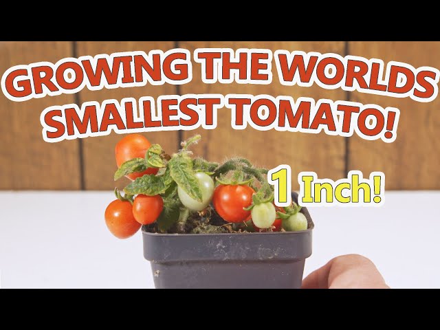 The Worlds Smallest Tomato Plant ( Tomato Tom ) - YouTube