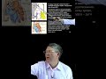 Симпатические и парасимпатические нервы \ Вячеслав Дубынин #наука #сердце #анатомия #биология