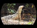 BERBURU BIAWAK//PENGUASA TAMBAK IKAN