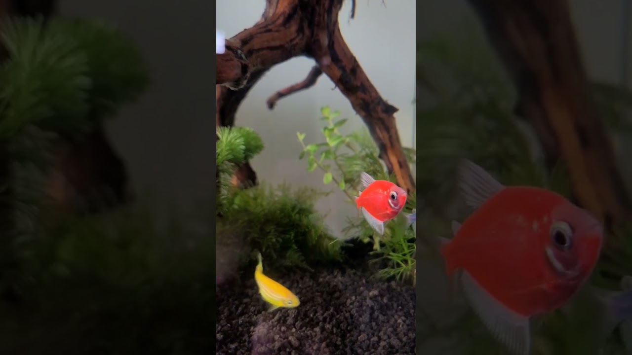 Red and blue Tetra Glofish. Best friends? 